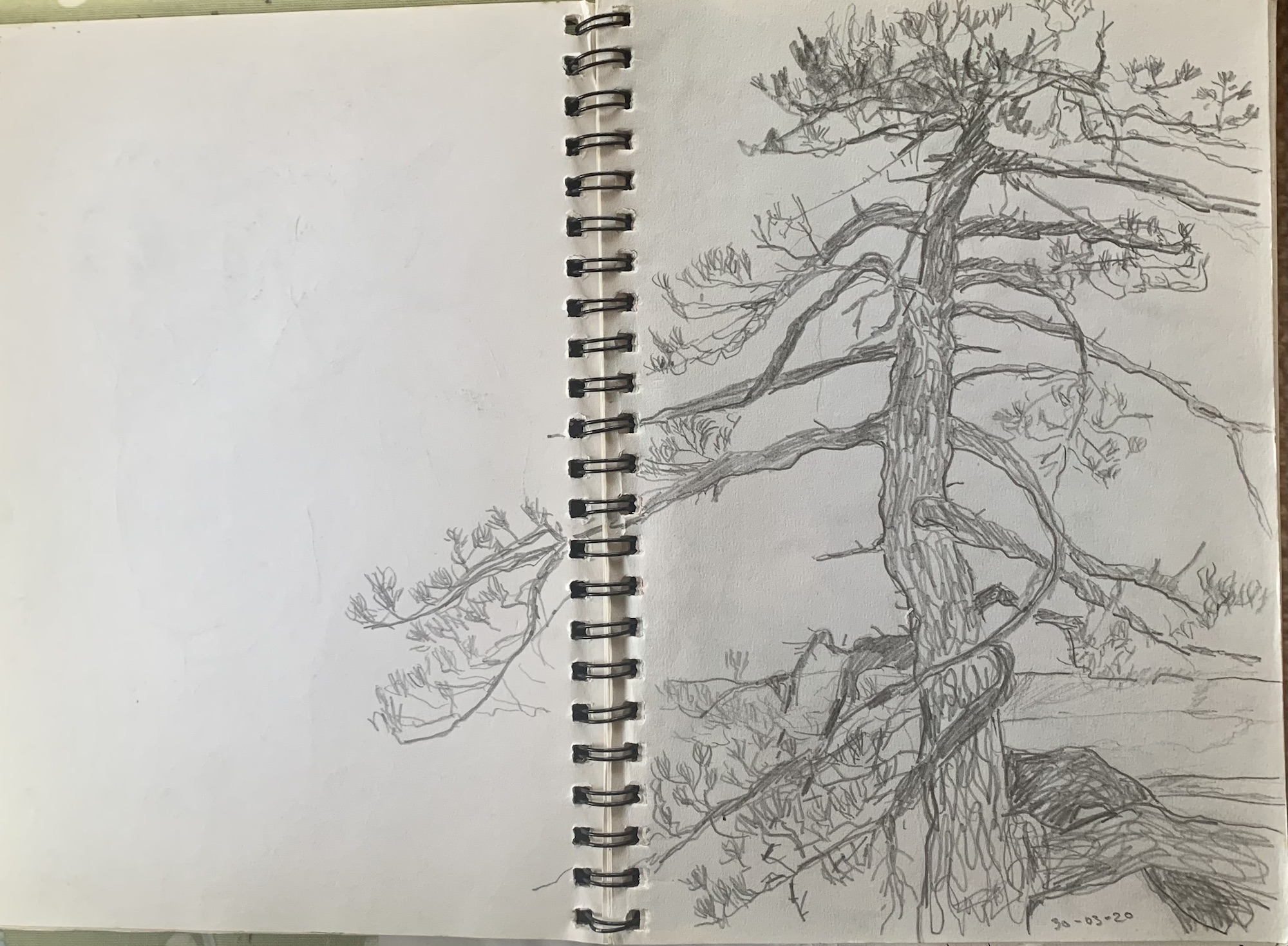 Scots Pine, Olivia Howe Artist in West Cork