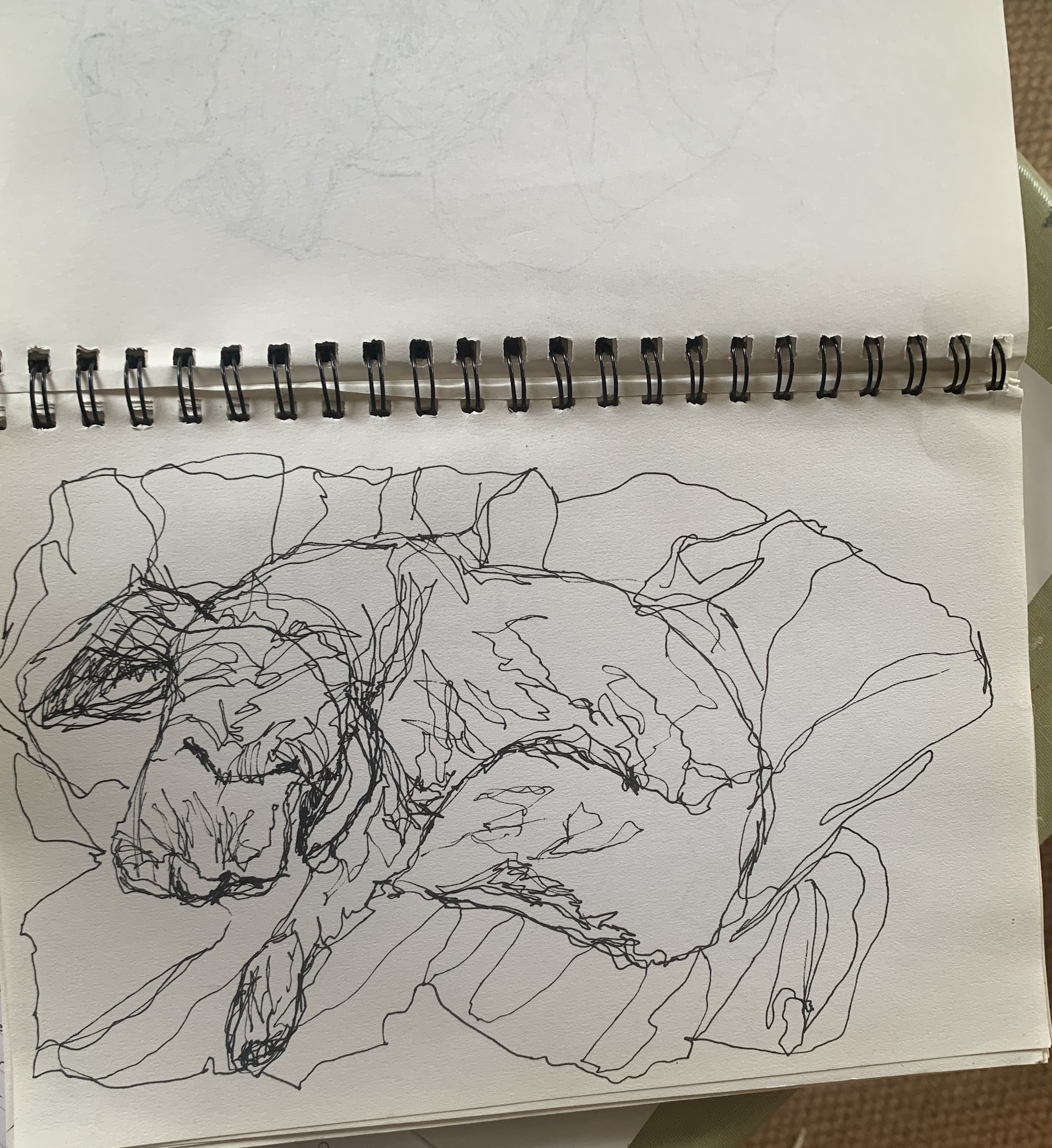 Alfie, Olivia Howe, West Cork Artist